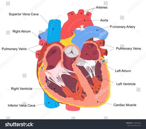 Heart Cross Section Diagram