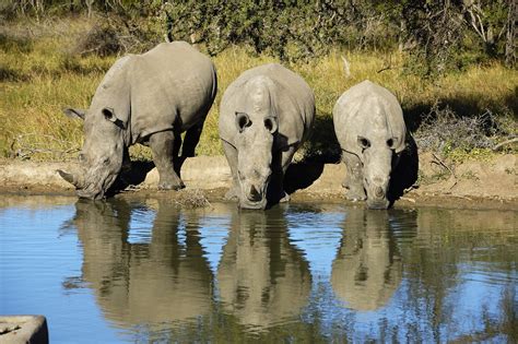 Facing Down A Crisis How We Almost Lost The White Rhino