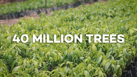 40 Million Trees Planted With Ecosia Youtube