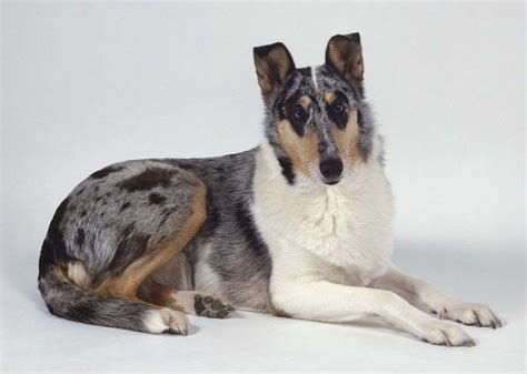 Smooth Blue Merle Collie Smooth Collie Collie Blue Merle Collie