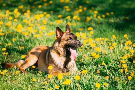 Köpek cinsleri arasında atikliği ve çevik yapısı ile tanınan belçika çoban köpeği, aktif ve karşılıklı sevgi bağı kurabilme noktasında beslenebilecek en ideal cinslerden biridir. Belçika Malinois Köpeği Özellikleri, Tarihçesi ve Bakımı ...