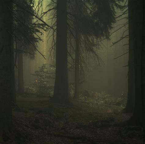 A Dark Forest Filled With Lots Of Trees And Tall Pine Trees In The