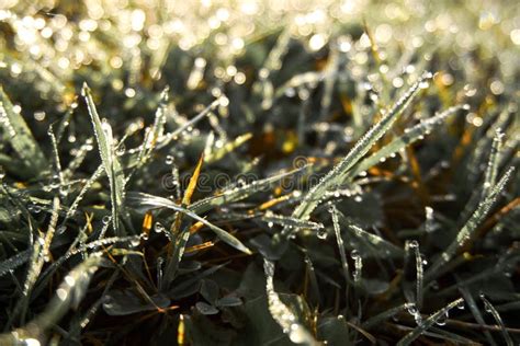 Morning Dew On Grass At Sunrise Stock Photo Image Of Black Grass