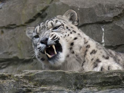 Snow Leopard Snarling One Of The Young Adult Snow Leopards Flickr