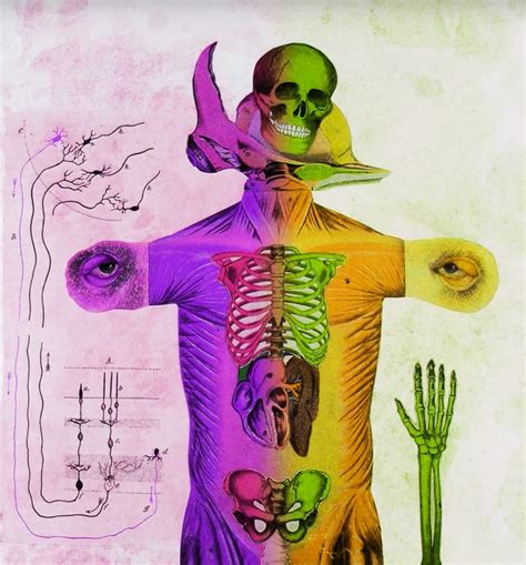 Digital Collage Manipulation Rainbow Anatomy