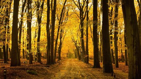 Download Wallpaper 1366x768 Autumn Forest Trees Path Hd Background