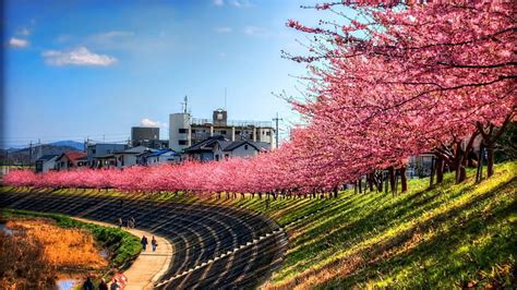 Hd Wallpaper Cherry Blossoms Tree Sakura Japan Night City Shin