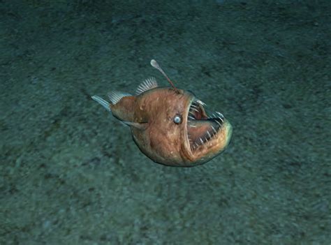 Humpback Anglerfish Endless Ocean Wiki Fandom