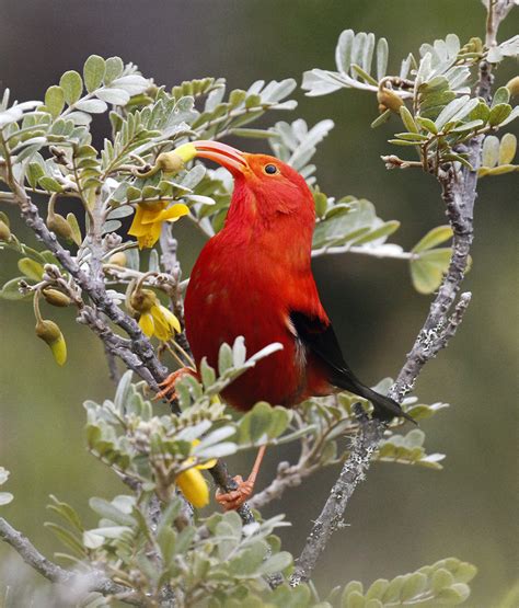 Island Conservation Hawaiian Forest Birds Are In Trouble