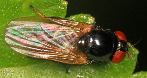 Small Black Fly With Red Eyes Bugguidenet
