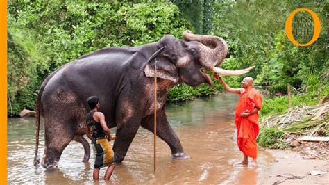 Elephant Nature Park Volunteer Abroad Work At An Elephant Sanctuary