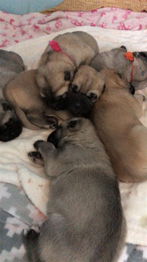 Browse thru our id verified puppy for sale listings to find your perfect puppy in your area. Kangal Dog Puppies For Sale | Pine Bush, NY #316829