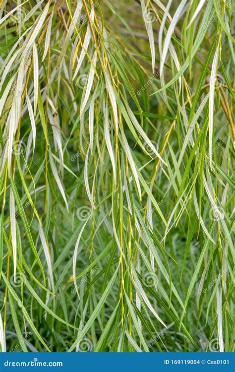 Weeping Willow Tree Foliage Background Weeping Willow Branches Green