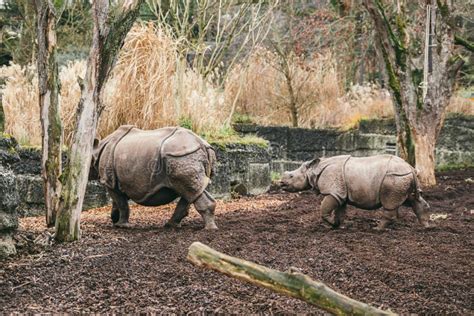 110 Indian Rhino Calf Stock Photos Free And Royalty Free Stock Photos