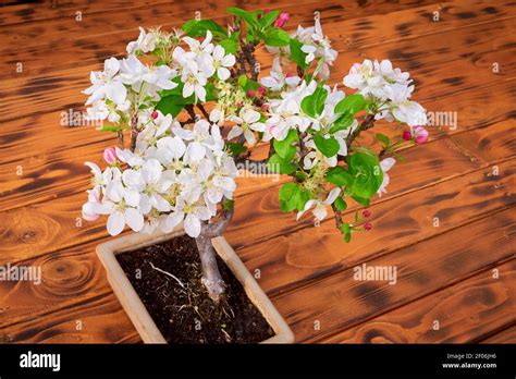 Apple Tree Bonsai Blossom Malus Stock Photo Alamy