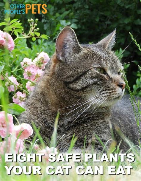 Several popular flowering plants are safe for households with cats. Cat Safe Flower Garden Tips for Concerned Cat Owners