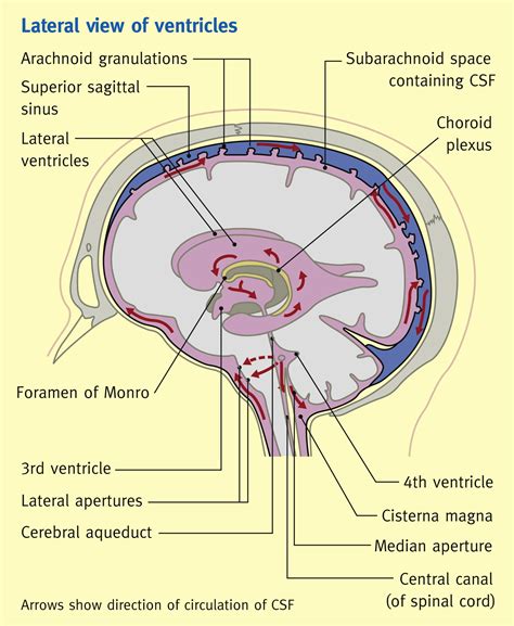 Cerebrospinal Fluid And Its Physiology Anaesthesia And Intensive Care
