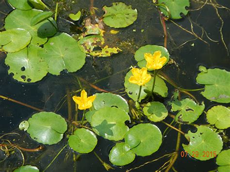 Sending flowers and gifts throughout michigan state is simple. Invasive Species - Yellow Floating Heart