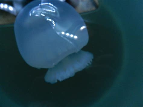 Raising Pet Jellyfish Pictures Of My Jellies