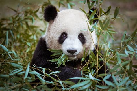 Oso Panda Características Alimentación Reproducción Reinos De La