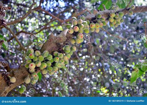 Little Green Fruit Of The Ficus Racemosa Tree Tenerife Stock Image