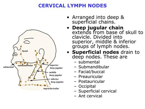 Jugular Lymph Nodes