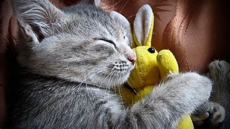 Gray Cat Is Sleeping With A Toy Hd Cat Wallpapers Hd Wallpapers Id