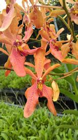 Hoa Phong Lan Vi T Vietnam Orchids Renanthera Ph Ng V