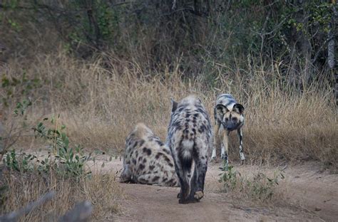 Wild Dog Vs Hyena Sabi Sabi Private Game Reserve Blog