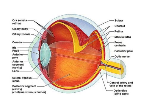 Anatomy Final Eye Flashcards Quizlet