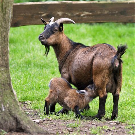 Mother And Baby Goat Goats Are One Of The Oldest Domestica Flickr