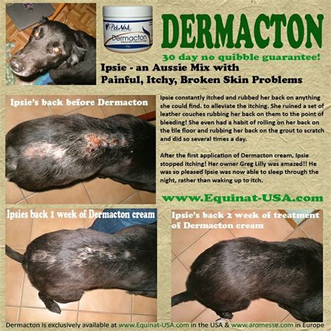 Learn More About Dermacton Dog Skin Care Dog Skin Allergies Dog Skin