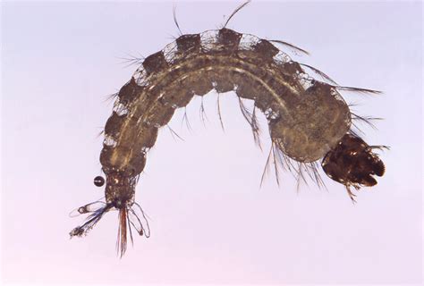 Larva Free Stock Photo Close Up Of A Mosquito Larva 17033