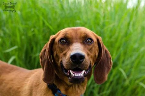 Redbone Coonhound Red Medium Young Male Dog For Sale In