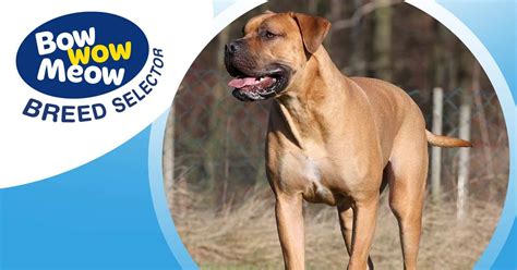 Boerboel Dog Breed Profile - Dog Breed Selector | Dog breed selector, Boerboel, Dog breeds