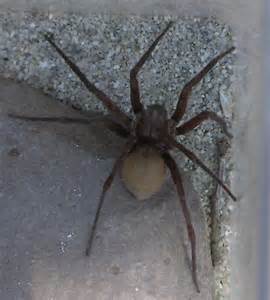 I Live In Thousand Oaks California And Found This Large Brown Spider