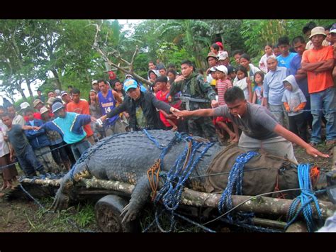 Crocodilo Gigante Capturado Nas Filipinas