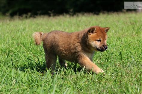 We have also compiled ways to earn yield or interest from buy & sell shiba inu (shib) with fiat currencies (usd, cad, aud, eur, gbp etc) or another coin such as btc or eth. Little Elvis : Shiba Inu puppy for sale near Charlotte ...
