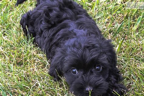 Standard poodle puppies for sale in austin & houston, texas united states. Yorkie Poo Puppies For Sale Ontario