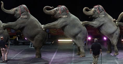 Circus has been performing for 100 years. Elephants to Retire From Ringling Brothers Stage - The New ...