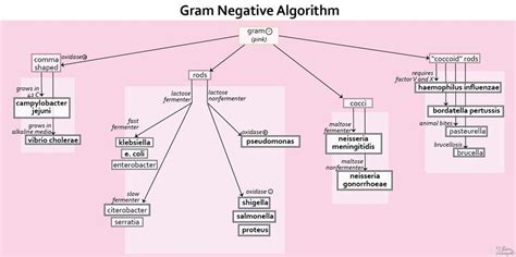 Gram Positive Bacteria Overview Identification Algori