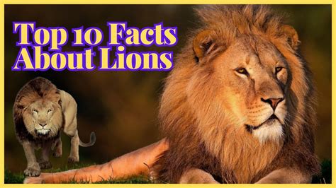 Top 10 Facts About Lions Youtube