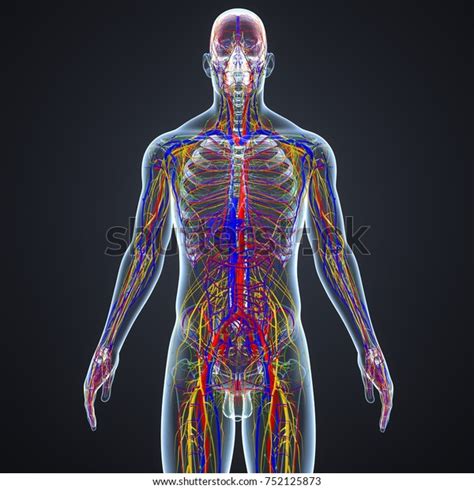 Body Arteries Veins Nerves Lymph Nodes 库存插图 752125873