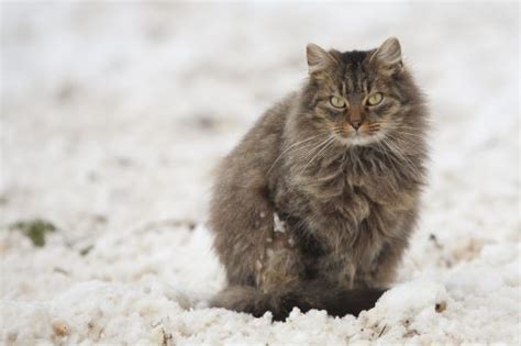 Symptoms include enlargement of external lymph nodes, vomiting diagnosis of lymphosarcoma (lymphoma) in cats. Feline Lymphoma: Causes & Symptoms | Canna-Pet®