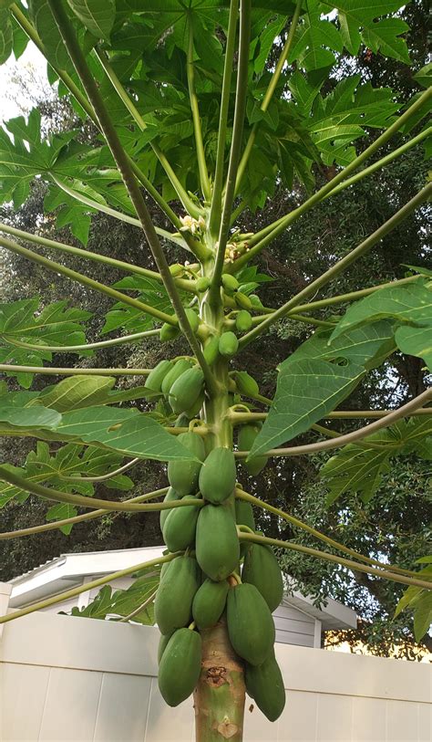My First Post And My First Papaya Tree Grown From Seed Rgardening