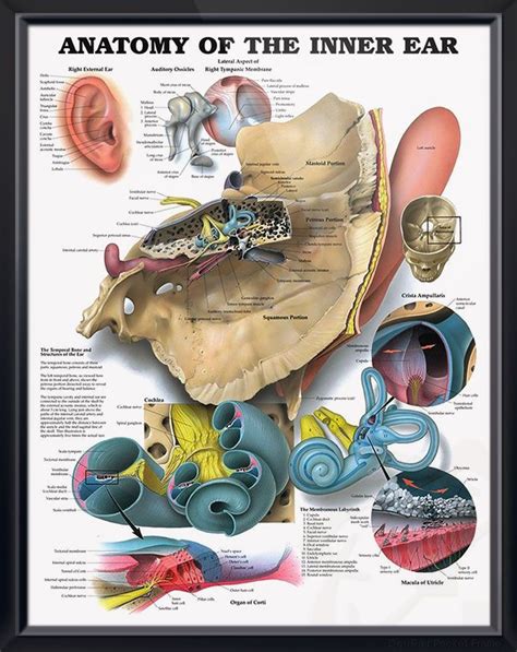 The Ear Organs Of Hearing And Balance Chart 20x26 Ear Anatomy Inner