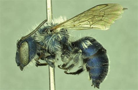 Researchers Rediscover Ultra Rare Blue Bee Long Thought To Be Lost In