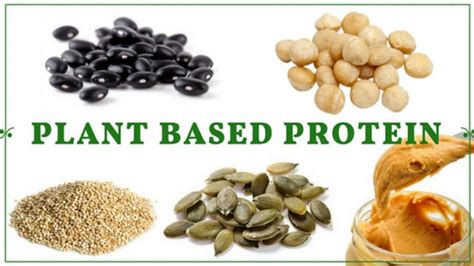 They are one of the three main food groups, and are needed by the body for cell growth and repair. 5 Of The Best Plant Based Protein Food Group Sources ...
