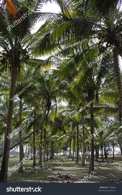 Coconut plantation and processing center (davao). Coconut Plantation In Malaysia Stock Photo 1750666 ...