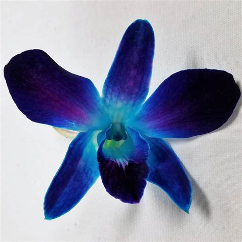 Dendrobium orchids are sleeved 10 stems to a bunch. dendrobium_bombay_dyed_blue | Orchids